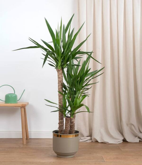 Üç Köklü 140 CM Yuka Bitkisi